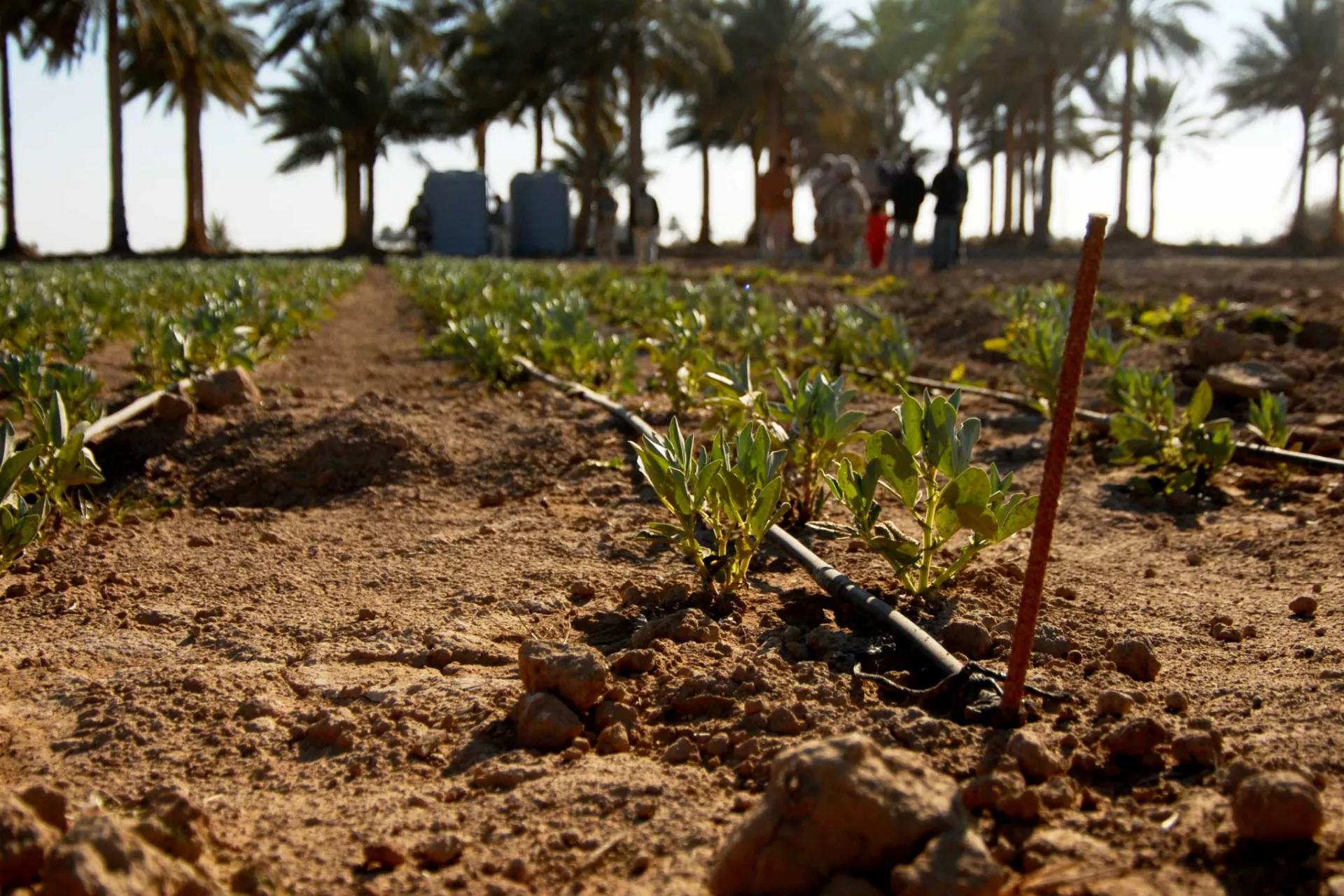 Crops growing in a field