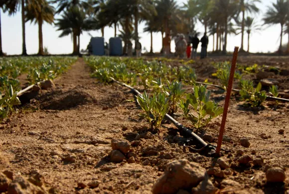 Crops growing in a field